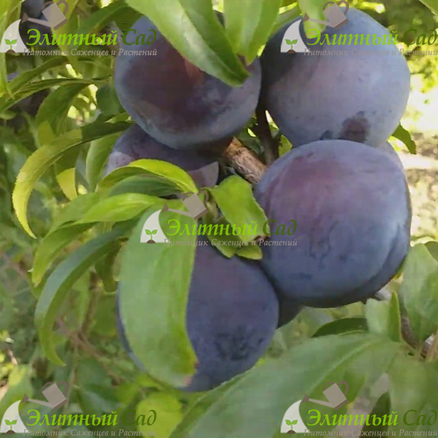 Слива Блэк Амбер (Black Amber)