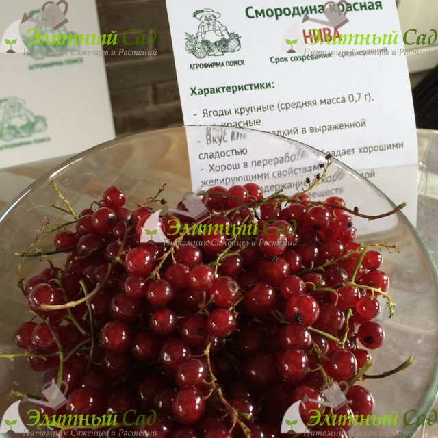 Смородина красная Нива