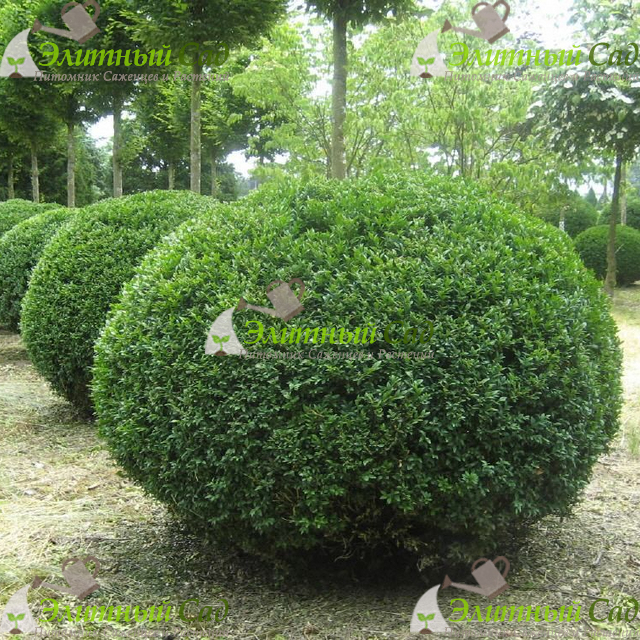 Самшит вечнозеленый rotundifolia