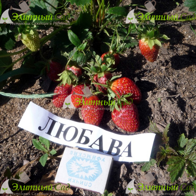 Клубника Любава