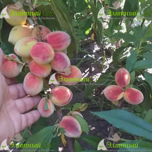 Персик колоновидный Роман