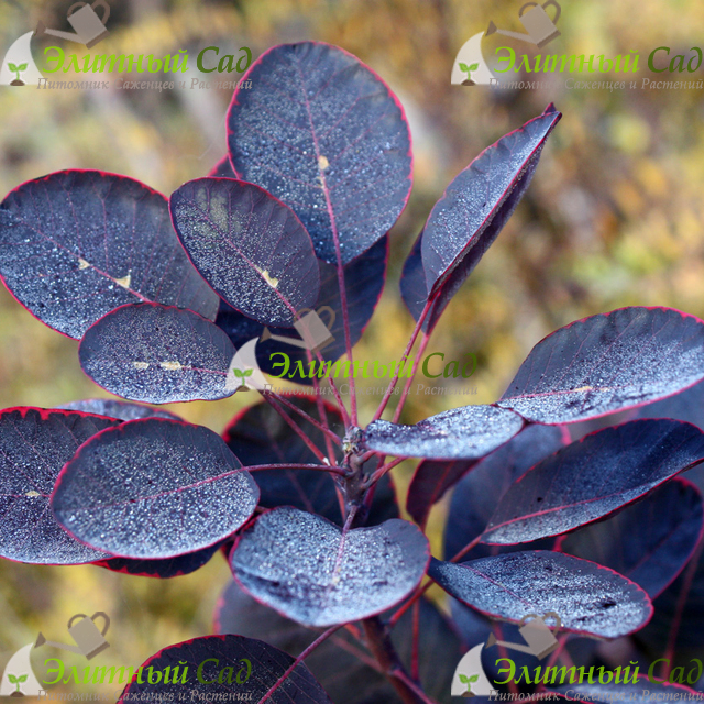 Скумпия кожевенная Роял Перпл (Royal Purple)