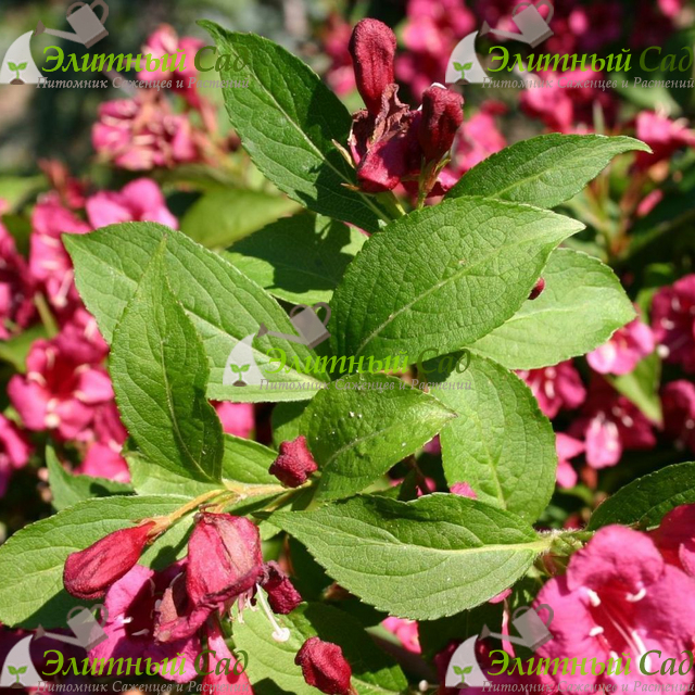 Вейгела Бристоль Руби (Weigela Bristol Ruby)