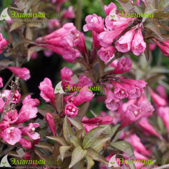 Вейгела цветущая Виктория (Weigela Victoria)