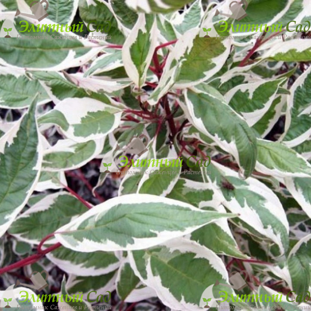 Дерен белый Sibirica Variegata