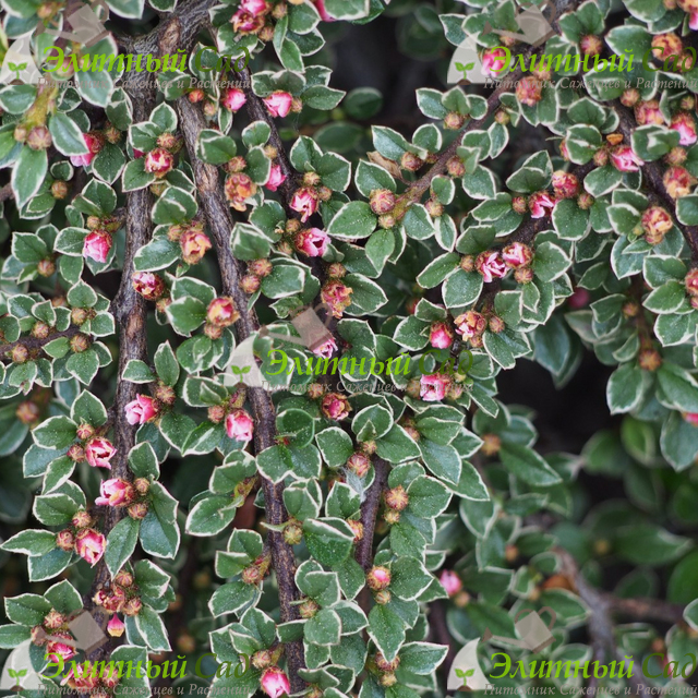 Кизильник variegata