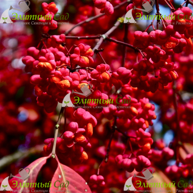 Бересклет европейский Red Cascade