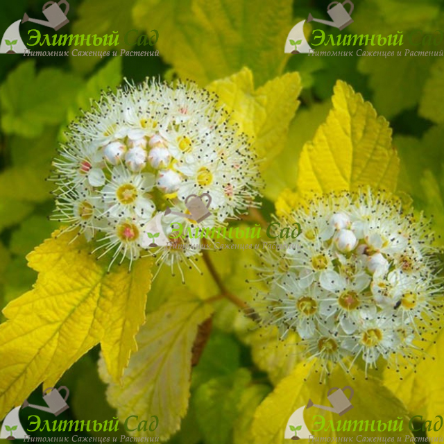 Пузыреплодник калинолистный Luteus