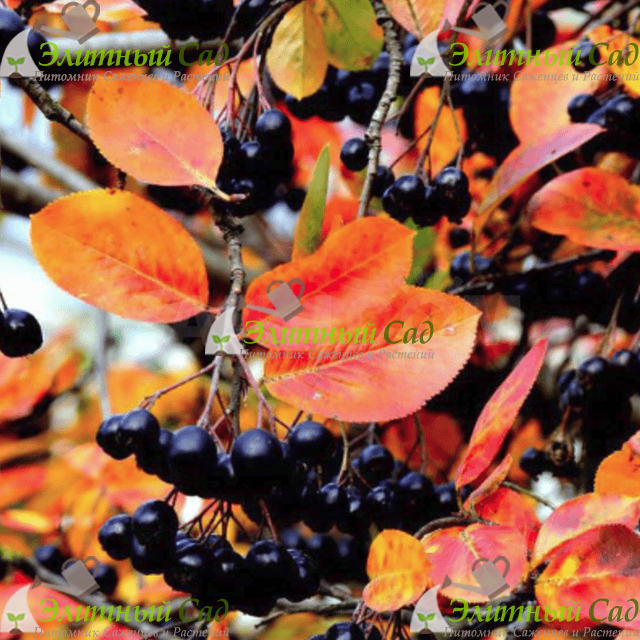 Черноплодная Рябина Хаккия Рэд