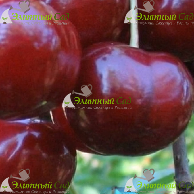 Вишня Кормилица