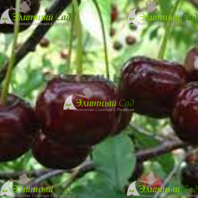 Вишня десертная Тихоновой