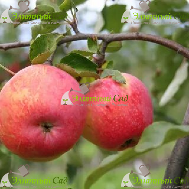 Яблоня Цвет Каролины