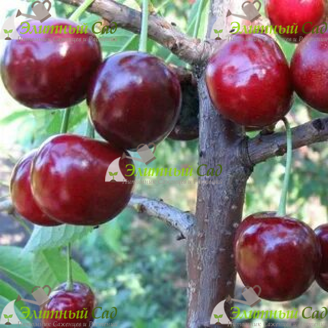 Черешня Кавказская Улучшенная