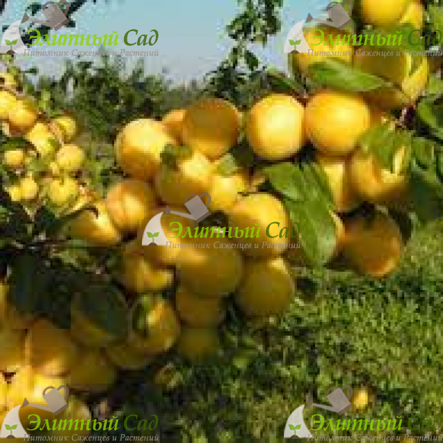 Слива Мара