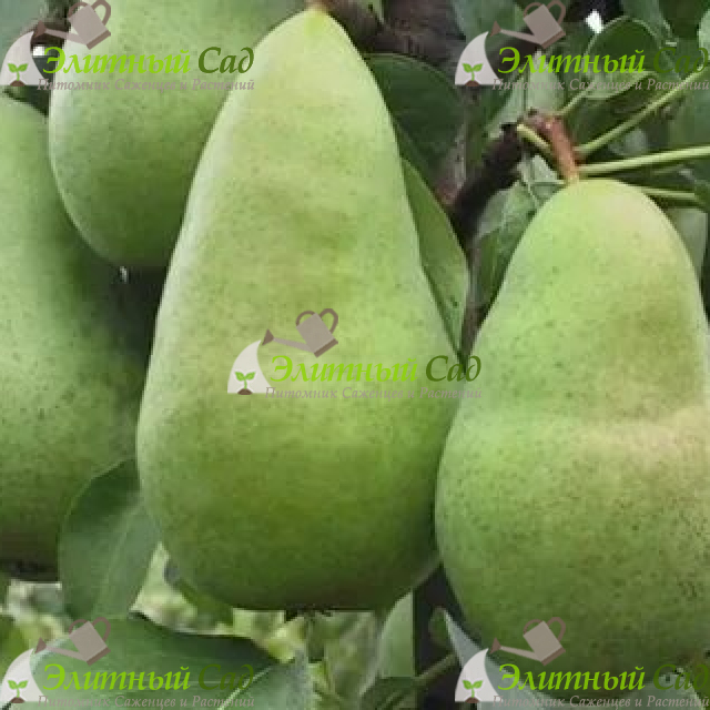 Груша Амфора