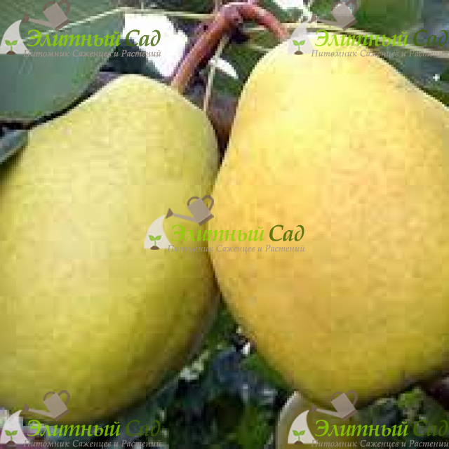 Груша Ларинская