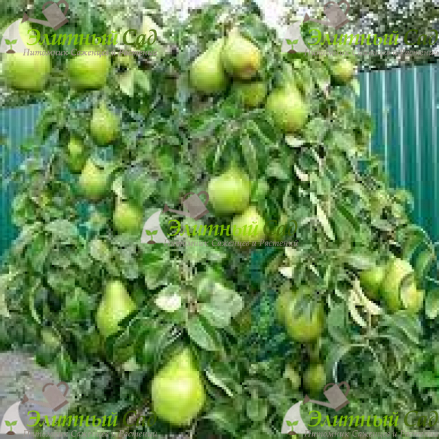 Груша Ксения
