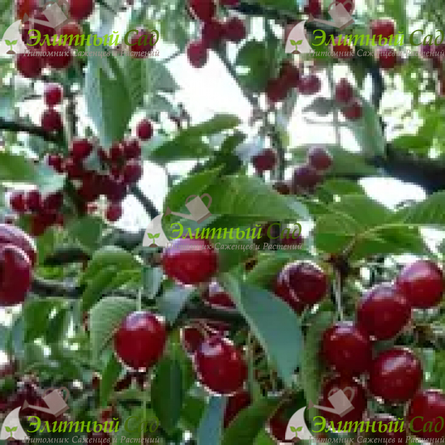 Вишня Касмалинка