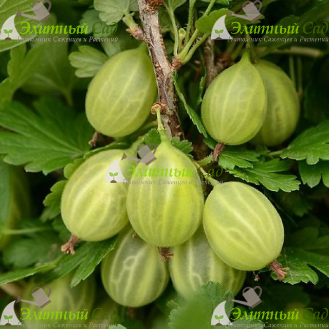 Крыжовник Уральский изумруд