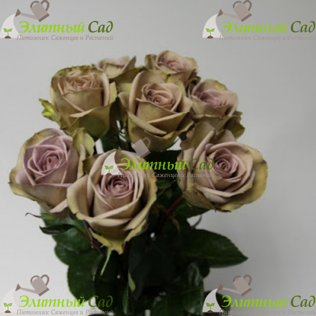 Роза Амнезия