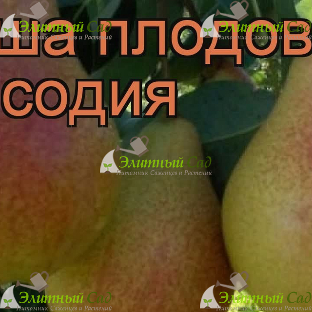 Груша Рапсодия
