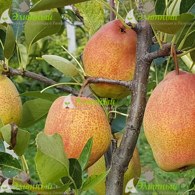 Груша Киргизская зимняя