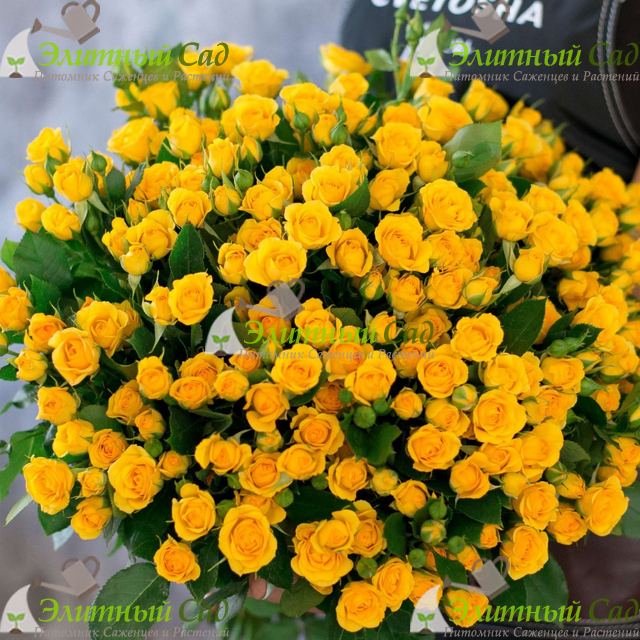 Роза чайно гибридная Скайлайн