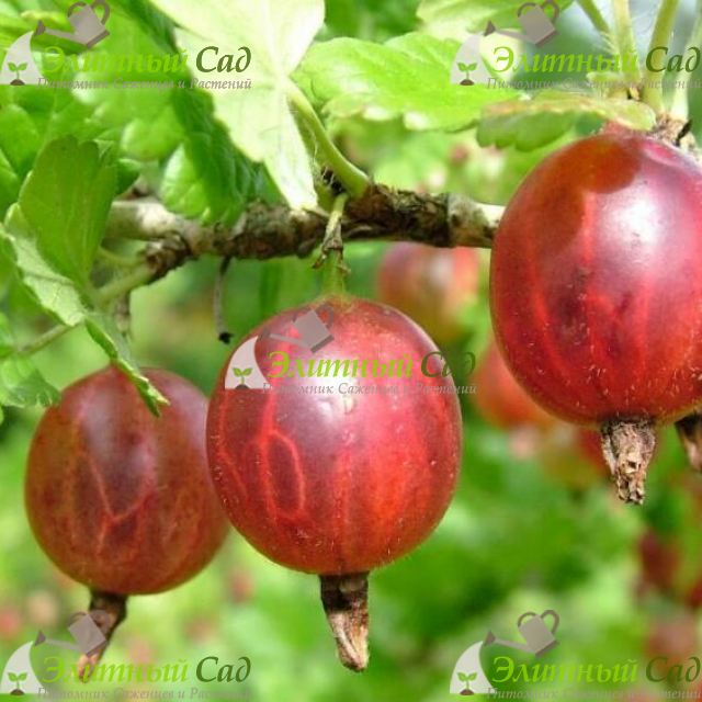 Крыжовник Сенатор