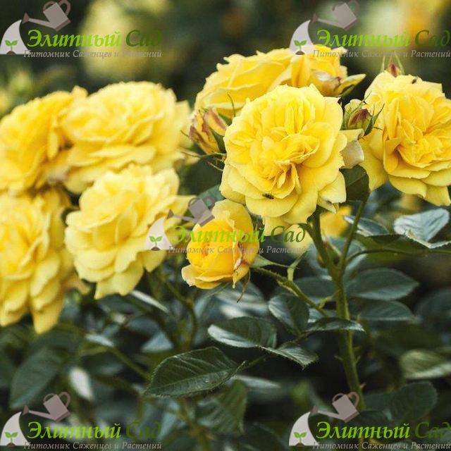 Роза флорибунда Фрезия
