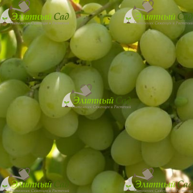 Виноград Ландыш
