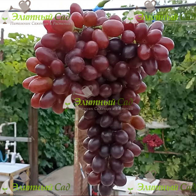 Виноград Кишмиш Щелкунчик