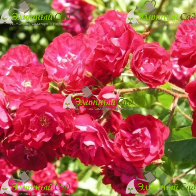 Роза полиантовая Амулет
