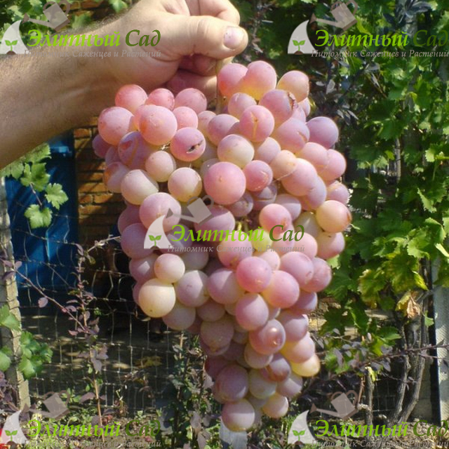 Виноград Фламинго Розовый