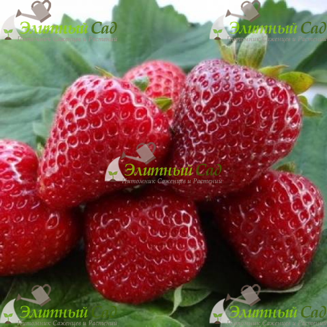 Клубника Диамант