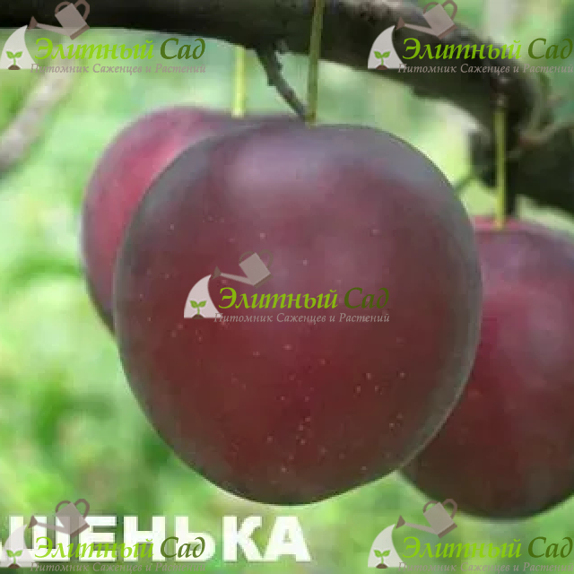 Алыча Машенька