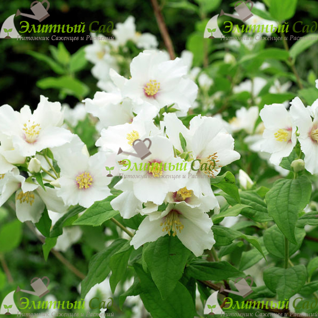Чубушник Бель Этуаль (Philadelphus Belle Etoile)