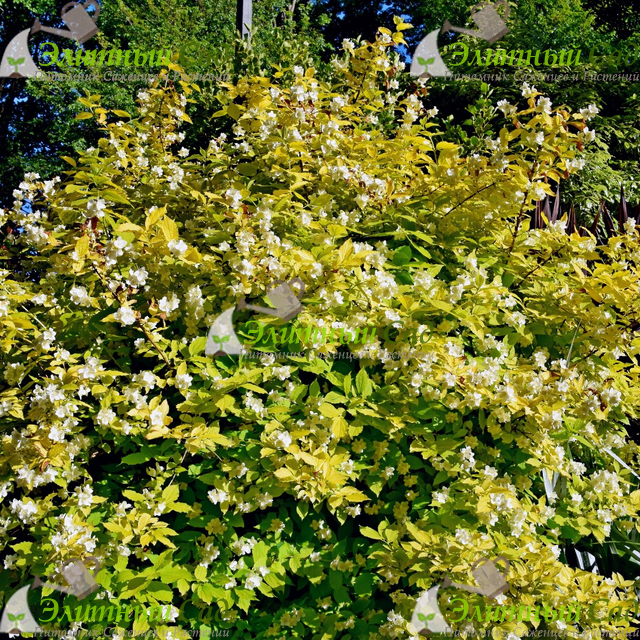 Чубушник венечный Ауреа (Philadelphus coronarius Aureus)