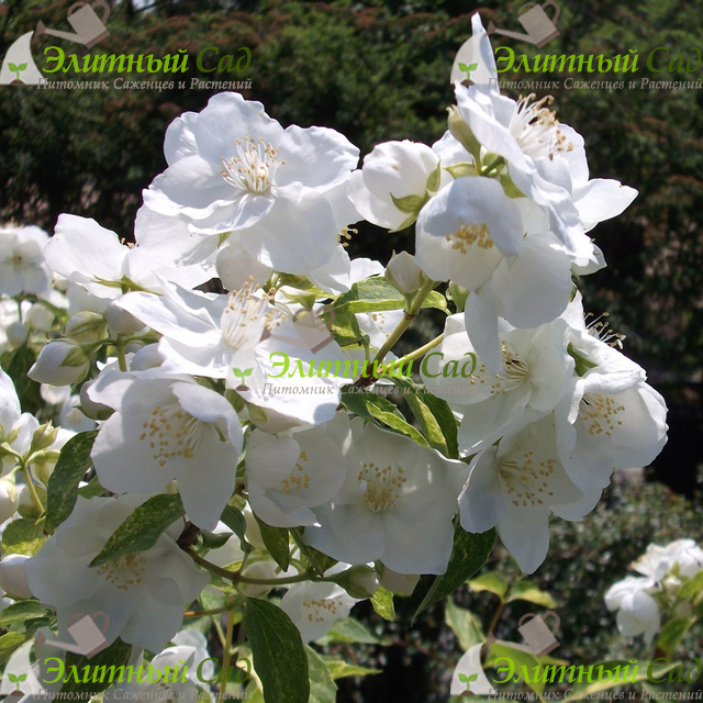Чубушник венечный Инносенс (Philadelphus Innocence)
