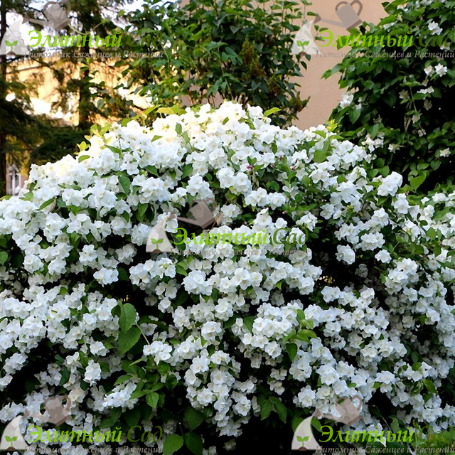 Чубушник Вирджиналь (Philadelphus Virginal)