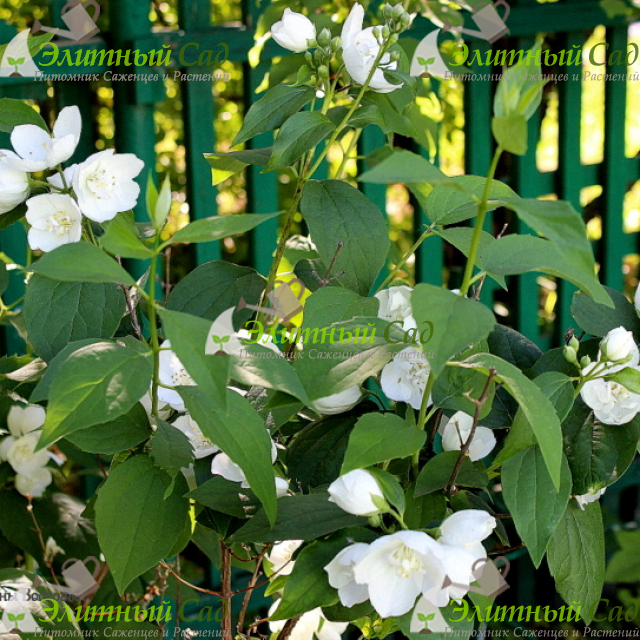 Чубушник Сибилла (Sybille)