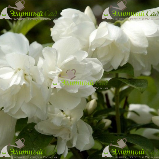 Чубушник  Сноубель (Philadelphus Snowbelle)