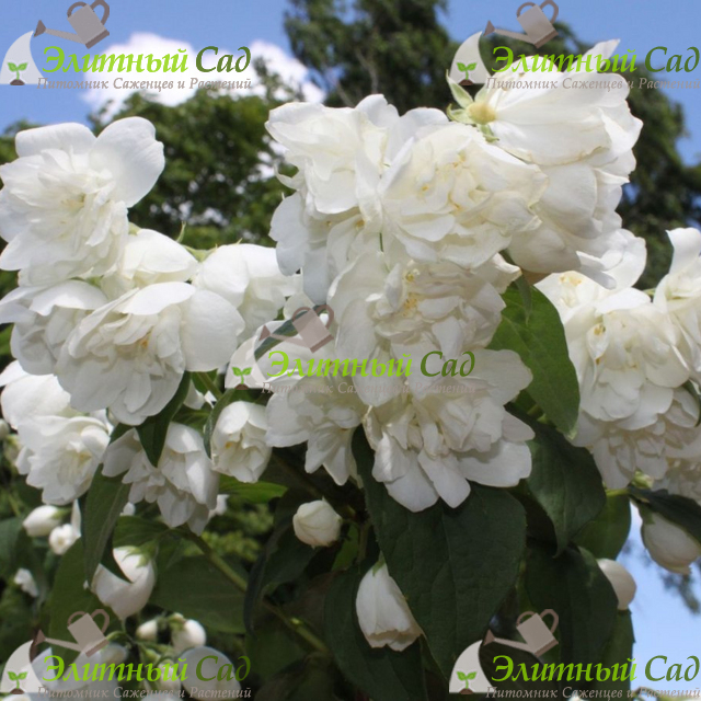 Чубушник Шнеештурм (Philadelphus coronarius Schneesturm)