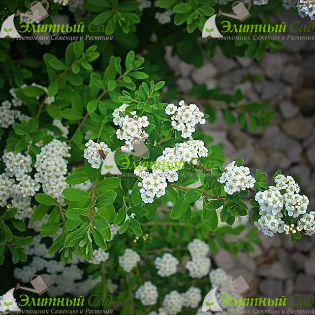 Спирея ниппонская Snowmound