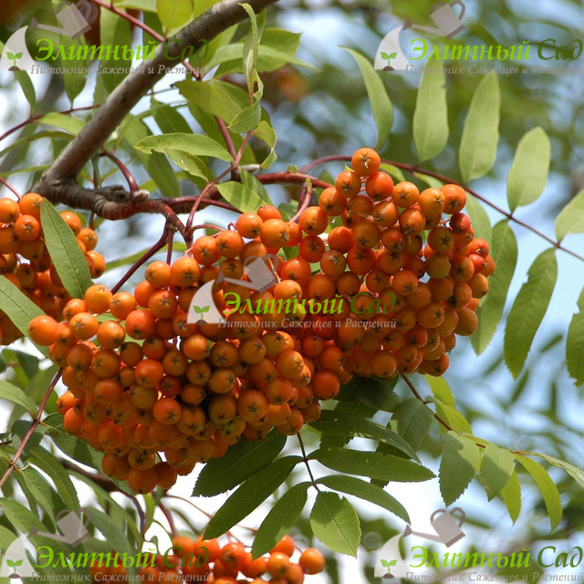 Рябина обыкновенная edulis