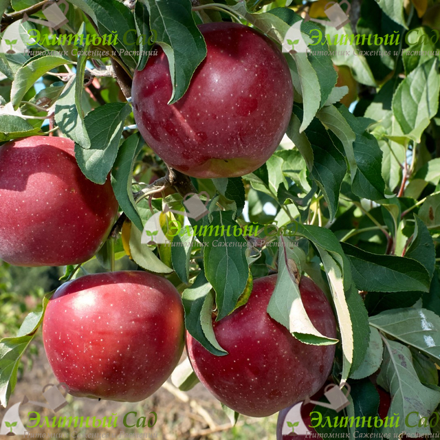 Яблоня Алеся (Олеся)