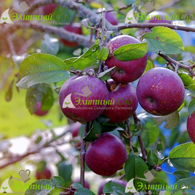 Яблоня Веньяминовское (Веньяминовская)