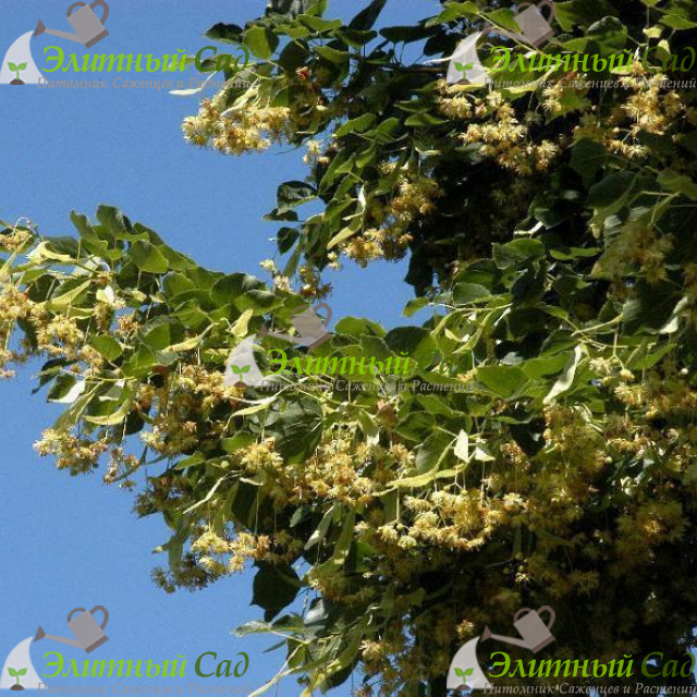 Липа европейская euchlora