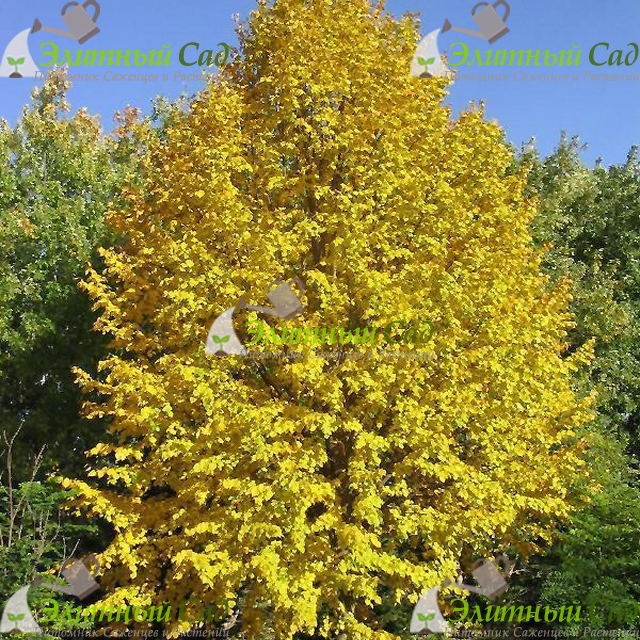 Липа монгольская harvest gold