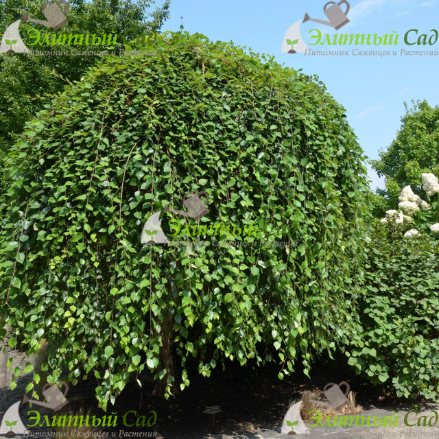 Береза черная summer cascade