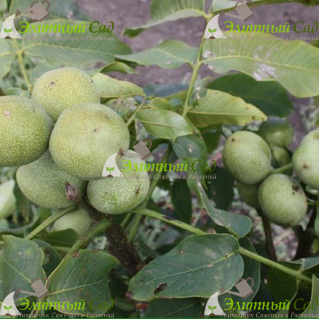 Грецкий орех Скороплодный
